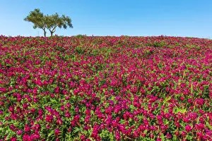 Europe, Italy, Sicily. A rural landscape in spring time full with flowers