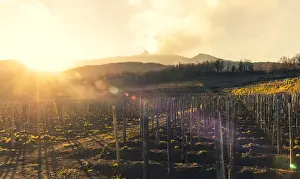 Etna Prints: Europe, Italy, Sicily. A vineyard on the slopes of the Etna Volcano at sunset