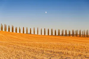 Wheat Prints: Europe, Italy, Siena district, Orcia Valley, San Quirico d Orcia