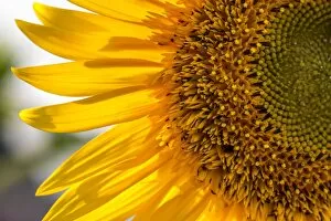 Sun Flower Gallery: Europe, Italy. Sunflower in a garden