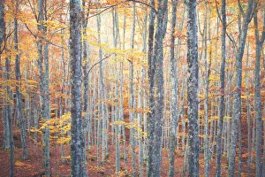 Apennine Prints: Europe, Italy, Toscoemilian Appennine, Casentines Forests