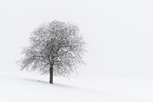 Europe, Italy, Trentino Alto Adige, Non valley. Snow covered tree after a heavy snowfall