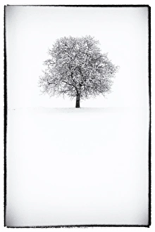 Europe, Italy, Trentino Alto Adige, Non valley. Snow covered tree after a heavy snowfall