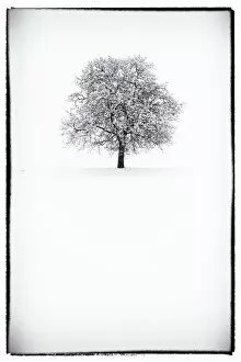 White Gallery: Europe, Italy, Trentino Alto Adige, Non valley. Snow covered tree after a heavy snowfall