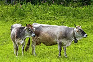 Domestic Prints: Europe, Italy, Trentino. A cow and her calf on a juicy meadow in the alps in summer