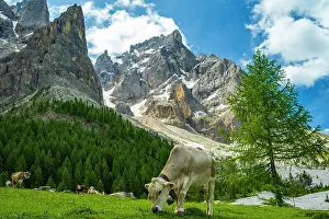 Cows Prints: Europe, Italy, Trentino. Cows grazing in front of the peaks of the Pala Group