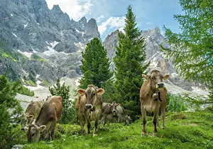Cows Prints: Europe, Italy, Trentino. Cows grazing in front of the peaks of the Pala Group