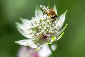 Insect Prints: Europe, Italy, Trentino. A macro photo of the Astrantia Major flower with a bee