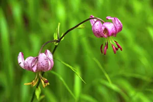 Macro Prints: Europe, Italy, Trentino. A Martagon Lily, typical of the mountains