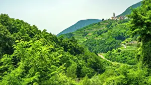 Europe, Italy, Trentino. The terraced vineyards of the Cembra valley near to Faver