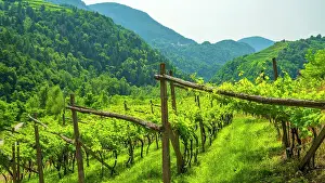 Europe, Italy, Trentino. The terraced vineyards of the Cembra valley near to Faver