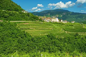 Autonomous Region Prints: Europe, Italy, Trentino. The village of Cembra in the Cembra Valley surrounded by the famous vertical vineyards