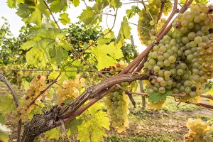 Elba Prints: europe, Italy, Tuscany, Elba Island, grapes