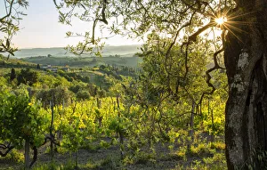 Europe, Italy, Tuscany, Florence, San Gimignano, Vineyard (m)