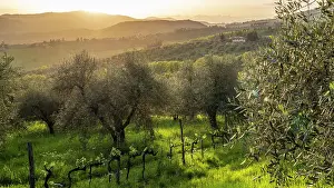Cypresses Prints: Europe, Italy, Tuscany. Florence
