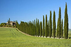 Images Dated 14th July 2020: Europe; Italy; Tuscany; Florence; Montepulciano, farmhouse and Cypress alley