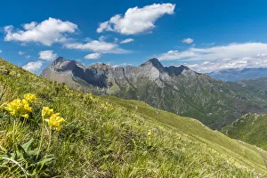 europe, Italy, Tuscany. Flowers in the Apuan mountains