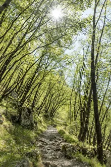 europe, Italy, Tuscany. A path in the Apuan mountains