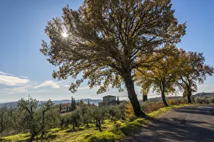 Hamlet Prints: Europe, Italy, Tuscany. Road in Chianti