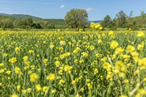 Images Dated 26th June 2017: europe, Italy, Tuscany. Spring in Tuscany