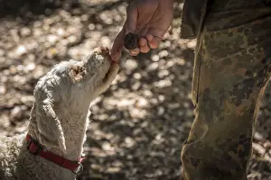 Truffle Prints: europe, Italy, Tuscany. a Truffle hunters dog of San giovanni D Asso