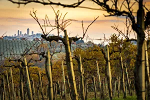 Europe, Italy, Tuscany. Vineyards and San Gimignano
