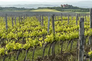 Senesi Prints: europe, Italy, Tuscany. Vineyards in southern Tuscany
