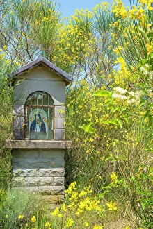 Madonna Prints: europe, Italy, Tuscany. A votive shrine in a flowering field with Spanish broom along the Via degli Dei hike