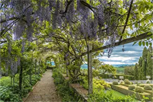 Chianciano Terme Prints: europe, Italy, Tuscany. the wisteria of la foce gardens near to Chianciano Terme