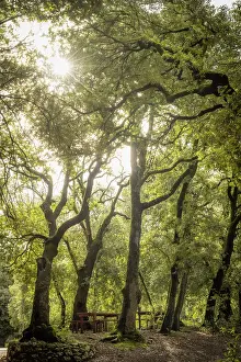 Saint Francis Prints: Europe, Italy, Umbria. the holy forest near to Spoleto in the area of Monteluco