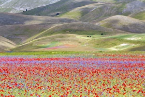 Norcia Prints: Europe, Italy, Umbria, Perugia district, flowering of Castelluccio of Norcia