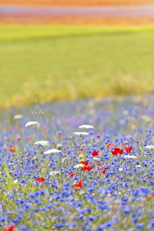 Europe, Italy, Umbria, Perugia district, flowering of Castelluccio of Norcia