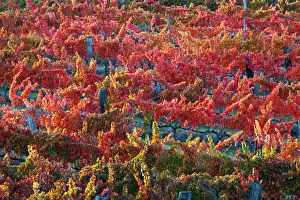 Europe, Italy, Umbria, Perugia district. Vineyards of Montefalco