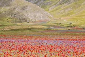 Europe, Italy, Umbria, Perugia district, flowering of Castelluccio of Norcia