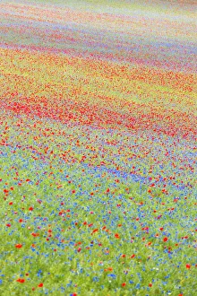Europe, Italy, Umbria, Perugia district, flowering of Castelluccio of Norcia