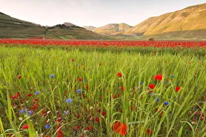 Europe, Italy, Umbria, Perugia district, Castelluccio of Norcia