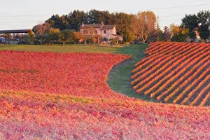 Europe, Italy, Umbria, Perugia district, Montefalco. Vineyards in autumn