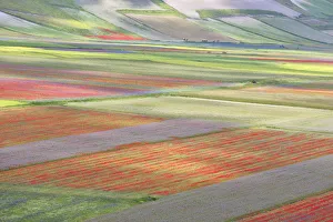 Europe, Italy, Umbria, Perugia district, flowering of Castelluccio of Norcia