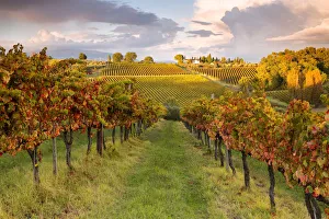Europe, Italy, Umbria, Perugia district, Montefalco. Vineyards in autumn