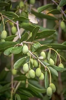 Olive Prints: Europe, Italy, Umbria. Ripe olives near to Montefalco