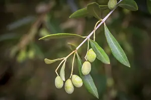 Olive Prints: Europe, Italy, Umbria. Ripe olives near to Montefalco