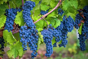 Harvest Prints: Europe, Italy, Umbria. Ripe Sagrantino grapes near to Montefalco