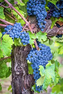 Harvest Prints: Europe, Italy, Umbria. Ripe Sagrantino grapes near to Montefalco