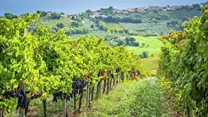 Wine Prints: Europe, Italy, Umbria. Sagrantino vineyards with ripe grapes near to Montefalco