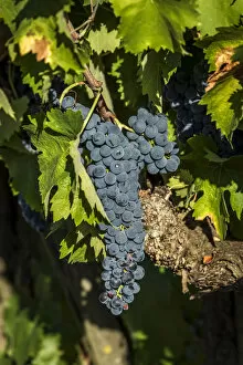 Images Dated 20th September 2017: europe, italy, umbria. Sagratino grape near to Montefalco
