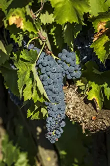 Umbria Prints: europe, italy, umbria. Sagratino grape near to Montefalco