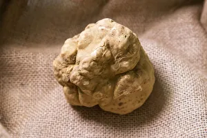 Italian Food Prints: Europe, Italy, Umbria, Spello district. Truffles