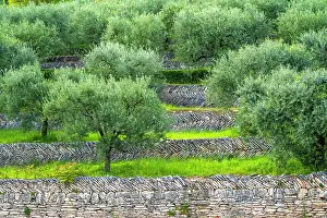Olive Grove Prints: Europe, Italy, Veneto. beautiful dry stone walls with olive groves in the Valpolicella