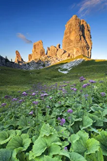 Flowering Prints: Europe, Italy, Veneto, Belluno. Flowering of Cavolaccio (Adenostyles alpina)