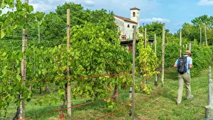 Grape Prints: Europe, Italy, Veneto. Hiking in the Prosecco hills near to Valdobbiadene